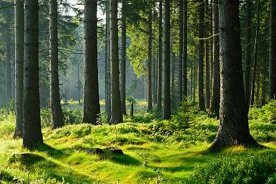 Érintetlen természetes erdei erdő a meleg reggeli fényben (bögre) - vászonkép, falikép otthonra és irodába