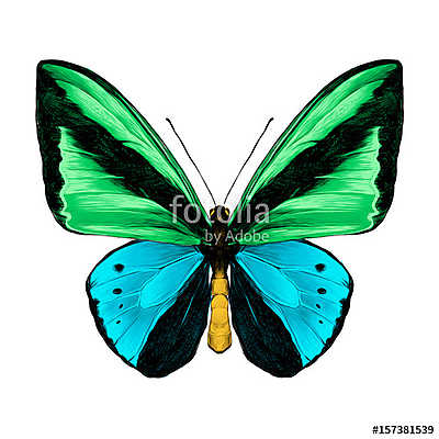 butterfly symmetric top view green and blue colors, sketch vecto (bögre) - vászonkép, falikép otthonra és irodába