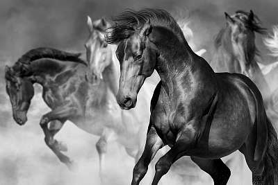 Lóverseny a sivatagi porban mozgó állományban. Fekete-fehér kép. (többrészes kép) - vászonkép, falikép otthonra és irodába