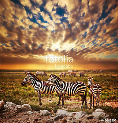 Zebrák állománya az afrikai savannal a naplementében. Safari a S (keretezett kép) - vászonkép, falikép otthonra és irodába