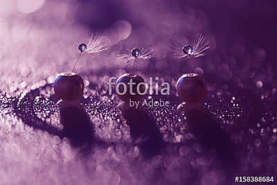 Dandelion seeds with water drops and beautiful shades,Dandelion  (többrészes kép) - vászonkép, falikép otthonra és irodába