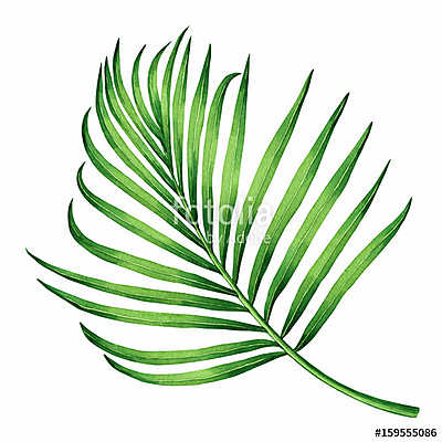 Watercolor painting coconut, palm leaf,green leaves isolated on  (többrészes kép) - vászonkép, falikép otthonra és irodába