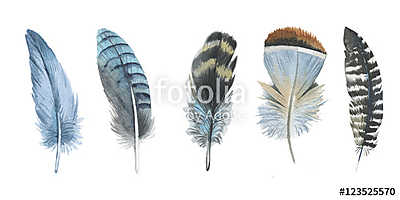 Watercolor bird feather from wing isolated. Aquarelle feather fo (többrészes kép) - vászonkép, falikép otthonra és irodába