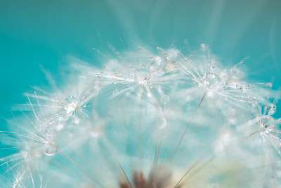 Macro of a dandelion with droplets on the delicate blue backgrou (bögre) - vászonkép, falikép otthonra és irodába