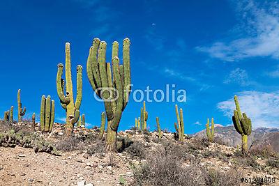 Hegyvidéki táj kaktuszokkal (fotótapéta) - vászonkép, falikép otthonra és irodába