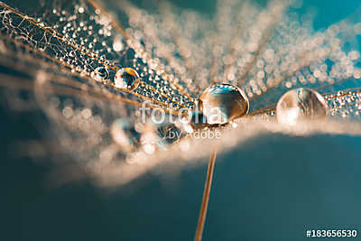 Drops of dew on a dandelion. Dandelion on an aquamarine backgrou (keretezett kép) - vászonkép, falikép otthonra és irodába