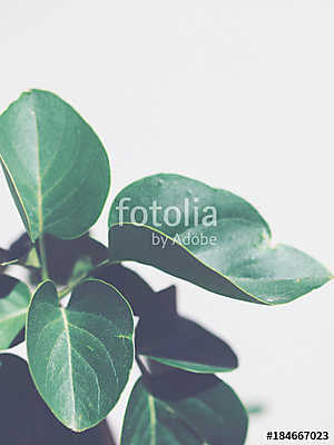 Trópusi zöld növény (többrészes kép) - vászonkép, falikép otthonra és irodába