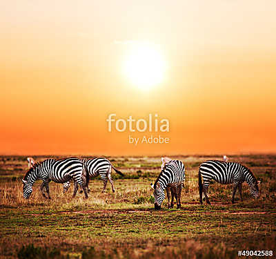 Zebra állomány az afrikai szavanna közelében naplementekor. Safa (keretezett kép) - vászonkép, falikép otthonra és irodába