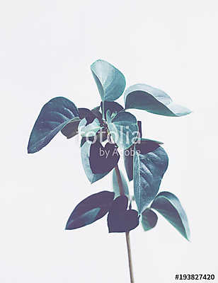 Trópusi növény (többrészes kép) - vászonkép, falikép otthonra és irodába
