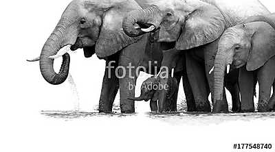 Afrikai elefántok (többrészes kép) - vászonkép, falikép otthonra és irodába