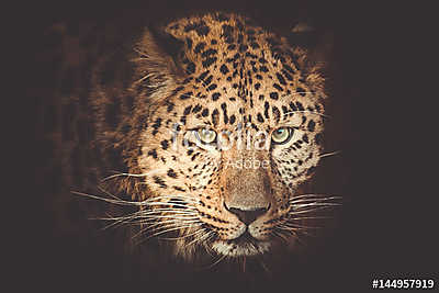 leopard (többrészes kép) - vászonkép, falikép otthonra és irodába