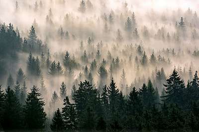 Ködös erdő (keretezett kép) - vászonkép, falikép otthonra és irodába