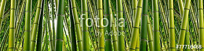Sűrű bambusz dzsungel (többrészes kép) - vászonkép, falikép otthonra és irodába