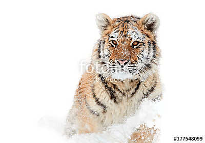 Szibériai tigris (fotótapéta) - vászonkép, falikép otthonra és irodába