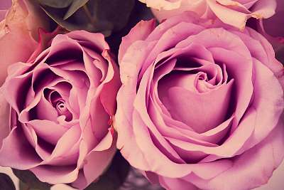 Fresh pink roses macro shot, summer flowers, vintage style (keretezett kép) - vászonkép, falikép otthonra és irodába