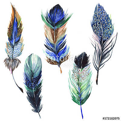 Watercolor bird feather from wing isolated. Aquarelle feather fo (többrészes kép) - vászonkép, falikép otthonra és irodába