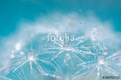 Macro of a dandelion with droplets on the delicate blue backgrou (bögre) - vászonkép, falikép otthonra és irodába