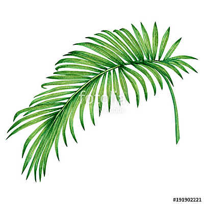 Watercolor painting coconut, palm leaf,green leave isolated on w (bögre) - vászonkép, falikép otthonra és irodába