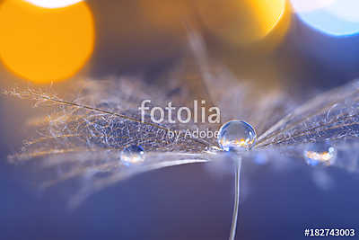A large drop of dew on a dandelion. Beautiful stylish macro. bac (bögre) - vászonkép, falikép otthonra és irodába