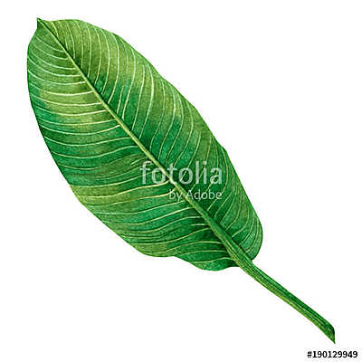 Watercolor painting green leaves,palm leaf isolated on white bac (keretezett kép) - vászonkép, falikép otthonra és irodába