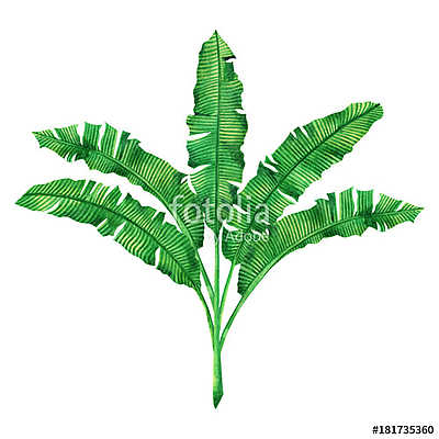 Watercolor painting green leaves isolated on white background.Wa (keretezett kép) - vászonkép, falikép otthonra és irodába