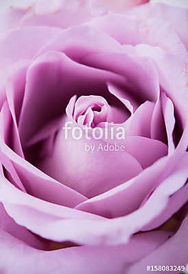 purple, mauve color fresh summer rose macro shot, natural abstra (bögre) - vászonkép, falikép otthonra és irodába