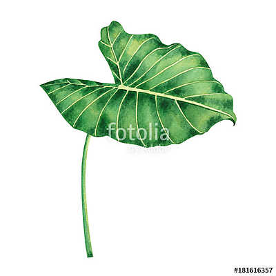 Watercolor painting coloasia,green leaves,palm leaf isolated on  (keretezett kép) - vászonkép, falikép otthonra és irodába