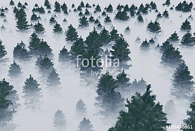 trees in the fog (keretezett kép) - vászonkép, falikép otthonra és irodába