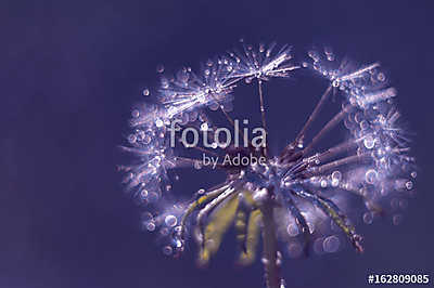 Dandelion closeup with water drops and bokeh on a blue backgroun (poszter) - vászonkép, falikép otthonra és irodába