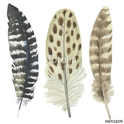 Vector bird feather from wing isolated. Aquarelle feather for ba (poszter) - vászonkép, falikép otthonra és irodába