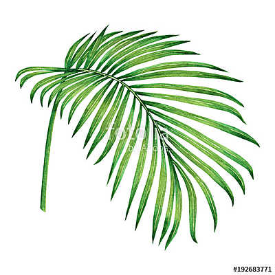Watercolor painting coconut,palm leaf,green leave isolated on wh (keretezett kép) - vászonkép, falikép otthonra és irodába