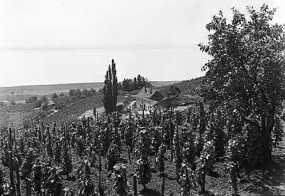 Badacsony szőlővesszei 1934 (fotótapéta) - vászonkép, falikép otthonra és irodába