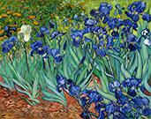Vincent Van Gogh, Íriszek