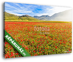 Virágzás a Piano Grande-ban Castelluccio-val, Umbria, Olaszorszá - vászonkép 3D látványterv