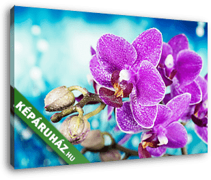 Virágok - Orchidea, Orchidea - vászonkép 3D látványterv