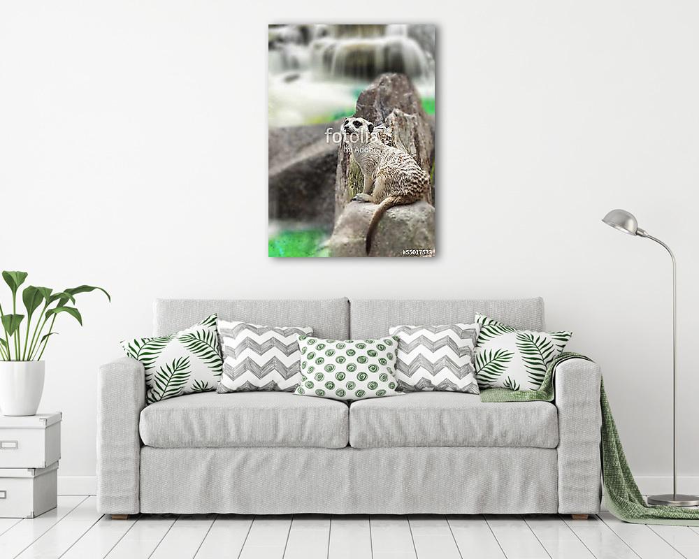 Szurikáta vízesésnél - vászonkép, falikép vásárlás Szurikáta vízesésnél (fotótapéta) - vászonkép, falikép otthonra és irodába