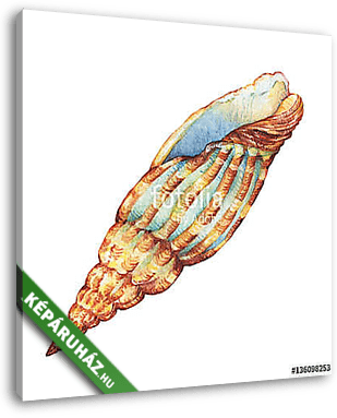 Illustrations of  sea shell. Marine design. Hand drawn watercolo - vászonkép 3D látványterv