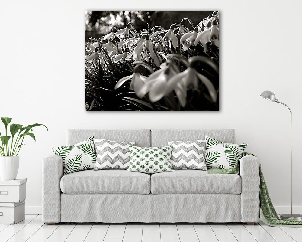 Hóvirág mező fekete fehérben (vászonkép) - vászonkép, falikép otthonra és irodába