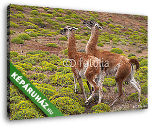 Guanacos Patagoniában - vászonkép 3D látványterv