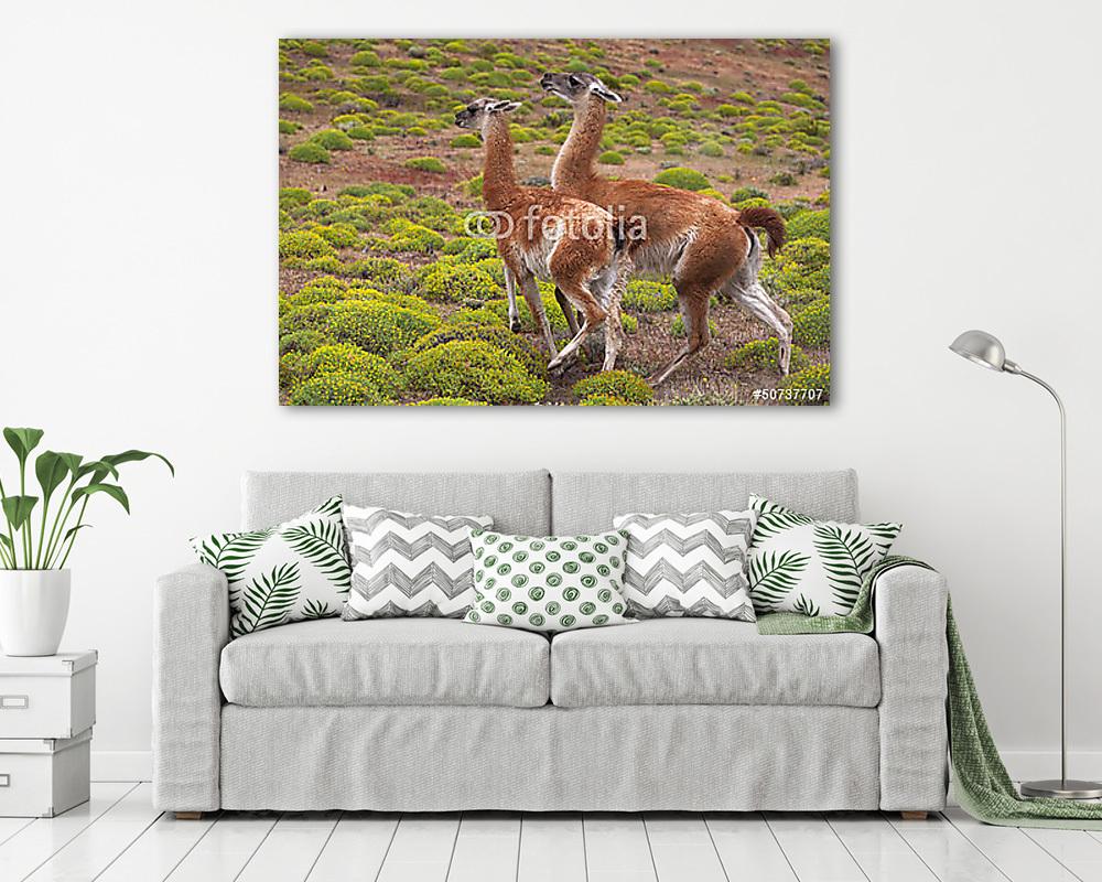 Guanacos Patagoniában - vászonkép, falikép vásárlás Guanacos Patagoniában (vászonkép) - vászonkép, falikép otthonra és irodába