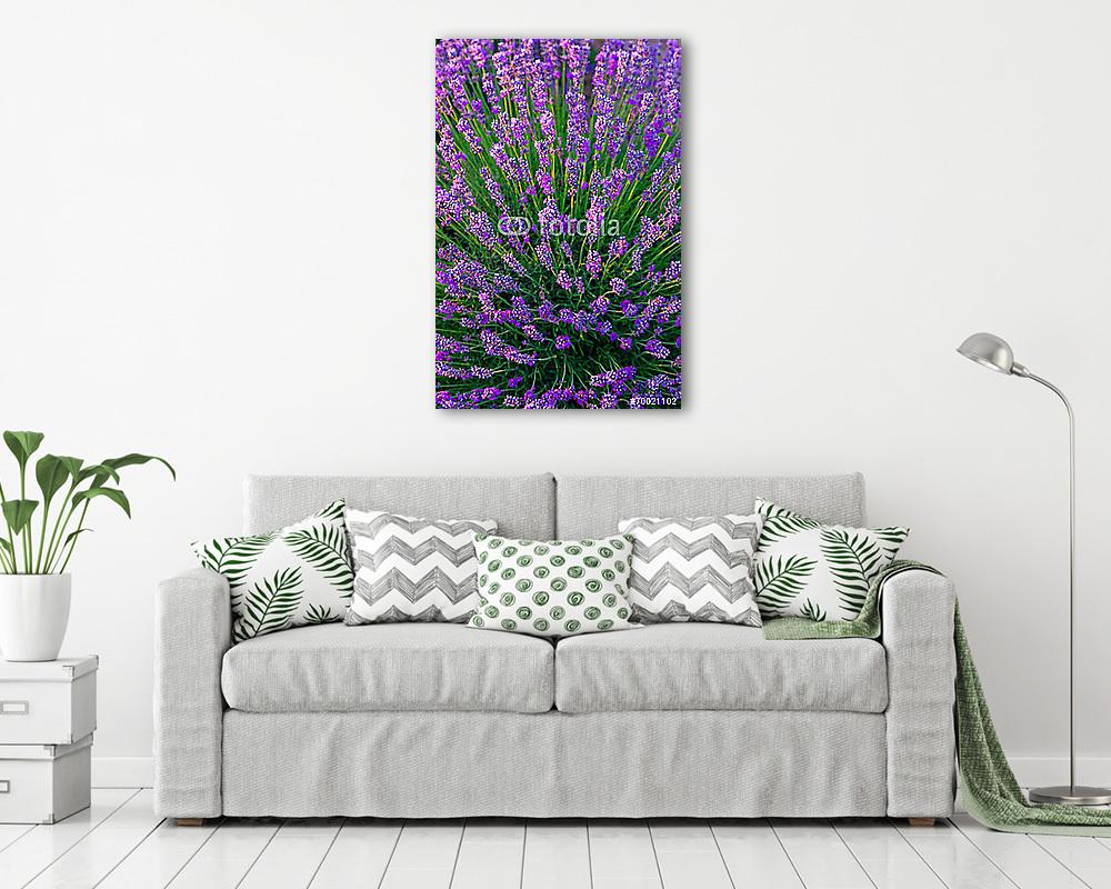 Levendulaföld Tihanyban, Magyarország (poszter) - vászonkép, falikép otthonra és irodába