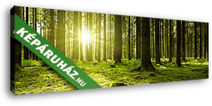 Napfény a zöld erdőben. - vászonkép 3D látványterv Napfény a zöld erdőben. - vászonkép 3D látványterv