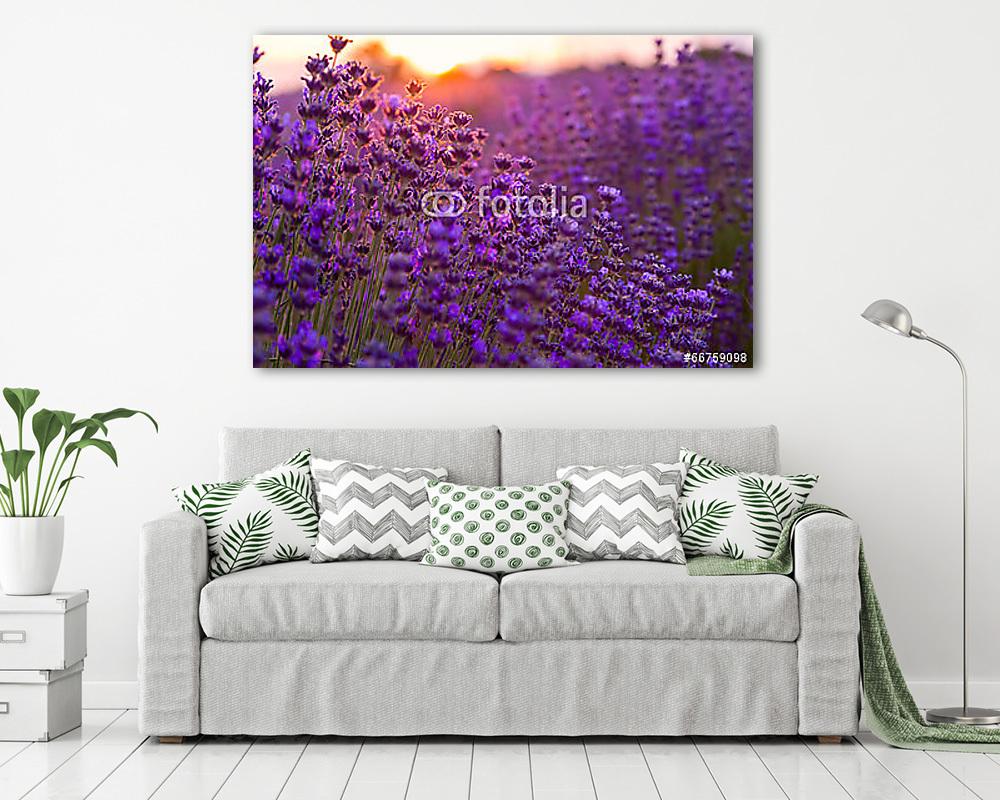 Levendulaföld Tihanyban, Magyarország - vászonkép, falikép vásárlás Levendulaföld Tihanyban, Magyarország (poszter) - vászonkép, falikép otthonra és irodába