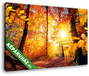 Festői ősz az erdőben, sok nap és élénk színekkel - vászonkép 3D látványterv