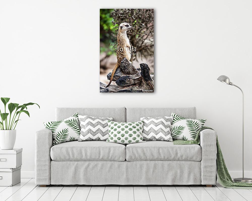 Szurikáta koncentrál - vászonkép, falikép vásárlás Szurikáta koncentrál (vászonkép) - vászonkép, falikép otthonra és irodába