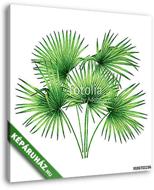 Watercolor painting tree coconut,palm leaf,green leave isolated  - vászonkép 3D látványterv