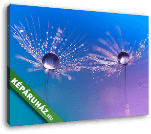 Macro of dandelion with drops of water on a background. - vászonkép 3D látványterv