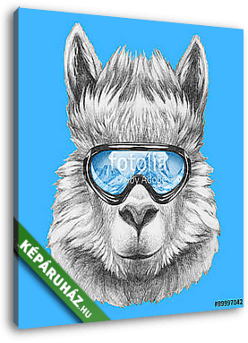 Portrait of Lama with ski goggles. Hand drawn illustration. - vászonkép 3D látványterv