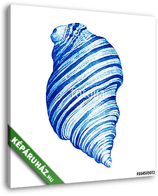 Illustrations of blue sea shells. Marine design. Hand drawn wate - vászonkép 3D látványterv