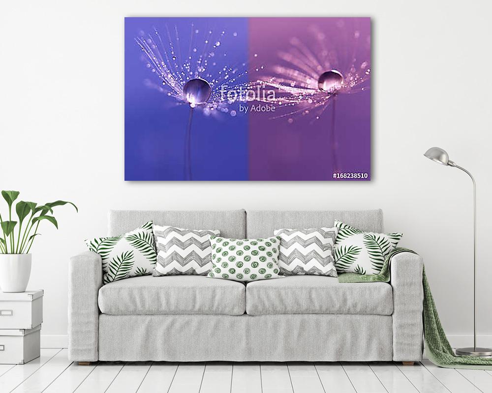 Dandelions with dew drops on a double backdrop . Macro of a dand - vászonkép, falikép vásárlás Dandelions with dew drops on a double backdrop . Macro of a dand (vászonkép) - vászonkép, falikép otthonra és irodába